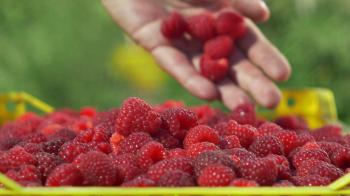 Picker with hand loading full yellow box with ripe red raspberries ...