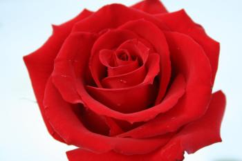 Best Explore The World Red Rose Creative It Is Possible To Grow A ...