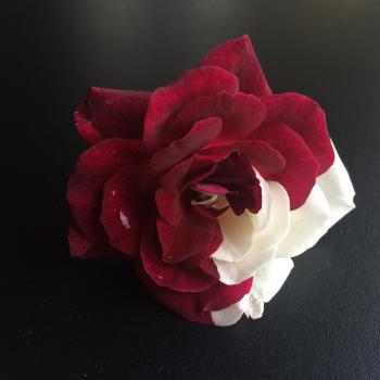Half red, half white rose - Ask an Expert