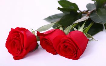 Beautiful Red Rose HD Wallpapers For More Please Visit Etcfn Com ...