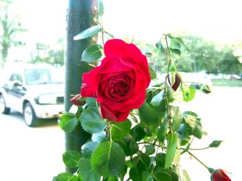 Red rose near a parking lot