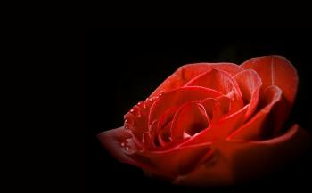 Red rose on black