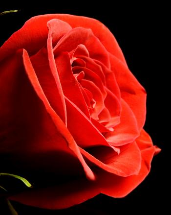 Red rose on black