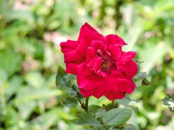 Red Rose Outside