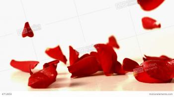 Red Rose Petals Falling Onto White Surface Stock video footage | 4712859