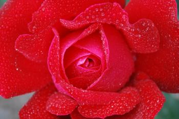 Red Rose With Clear Drop Waters