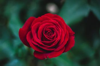 Red roses - the universal language of love - Stiga