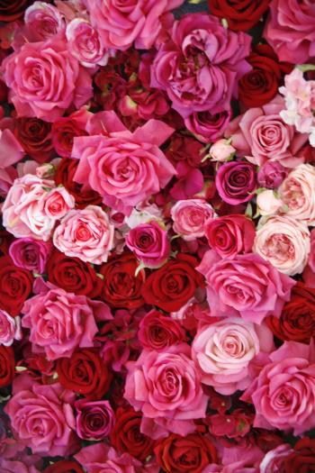 14 Rose Color Meanings - What Do the Colors of Roses Mean for ...