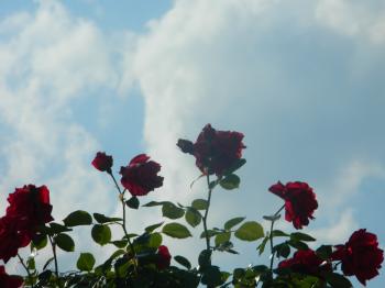 Red Roses and Blue Sky