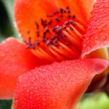 Red Silk Cotton Flower