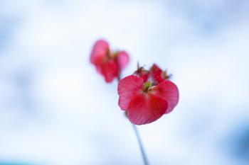Red Single Flower