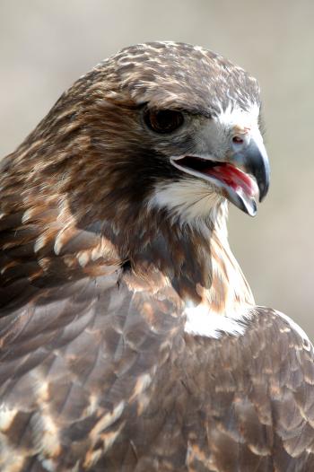 Red-Tailed Hawk