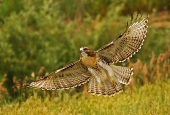 Red-tailed Hawk (Buteo jamaicensis) Red-tailed hawk hunting. | the ...