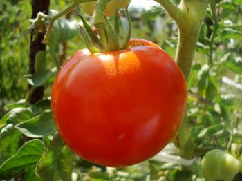 Red tomato on the plant