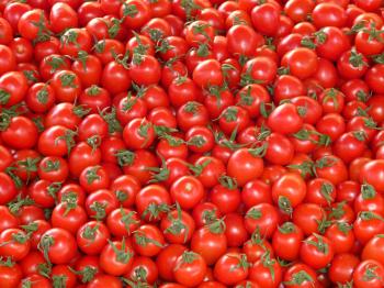 Red Tomatoes · Free Stock Photo