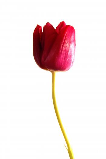 RED TULIP - WHITE BG - Scenic Gallery Shop