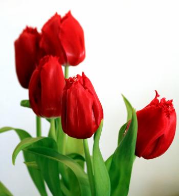 Red Tulips On White Background Free Stock Photo - Public Domain Pictures