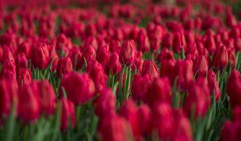 Red Tulip Flower Field Close-up Photo