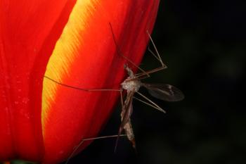 Red Tulip with Cranefly