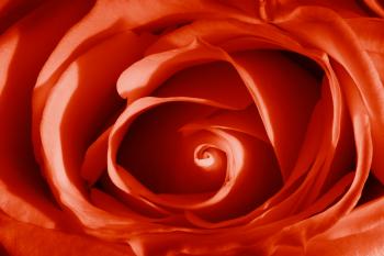 Red Vibrant Rose