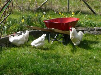 A Poem A Day:: Day 258: The Red Wheelbarrow