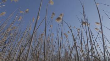 Low angle shot of reed plants blowing in the wind. 1080p HD. Stock ...