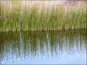 Reeds 919 Free Stock Photo - Public Domain Pictures