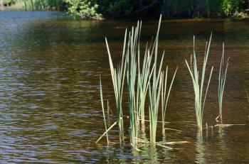 Reeds in the River