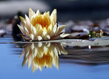 File:Flower reflection.jpg - Wikimedia Commons
