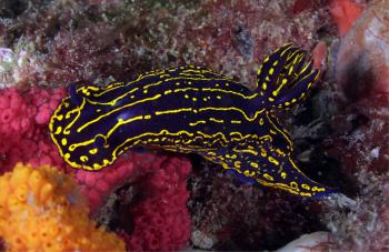 File:Regal Sea Goddess Nudibranch.jpg - Wikimedia Commons