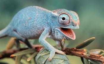 What Pet Reptile Should You Get? | Playbuzz