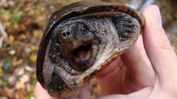 Weird, Wonderful Wildlife at Reptile Fest | Chicago Tonight | WTTW