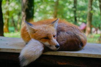 Foxy is resting. : foxes