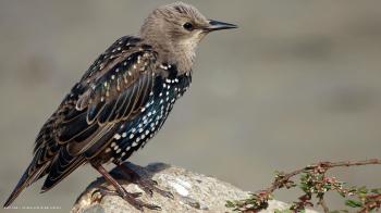 starling bird resting hd widescreen wallpaper / birds backgrounds