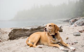 Dog Resting Wallpaper HD 42204 2560x1600 px ~ HDWallSource.com
