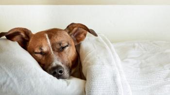 Want better sleep? Maybe let your dog in the bedroom after all