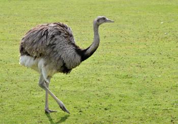 File:Rhea americana qtl2.jpg - Wikimedia Commons