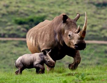 Dream of Rhino