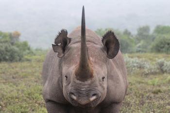 Rhino Behavior | The International Rhino Foundation Blog