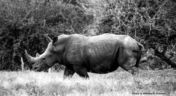 More Valuable Than Gold: The War for Rhino Horn Takes an Uglier Turn