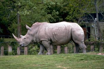 Rhino in the Zoo