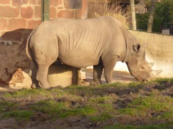Clutter-Chaos Aaron&co: Rhinos @ The Zoo. January 2018