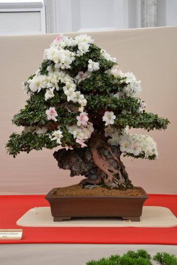 Rhododendron 'Kato' bonsai