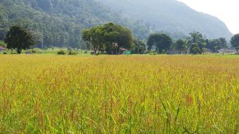 Rice field in North Thailand