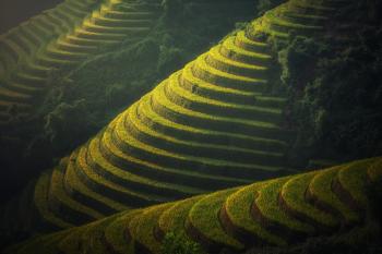 Rice Plantation Hills