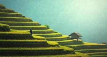 Rice Plantation in Asia