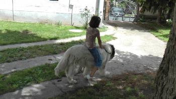 dog riding - YouTube