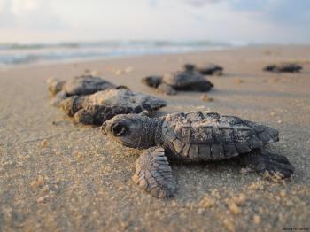 Help the Kemp's Ridley Sea Turtle : The National Wildlife Federation ...