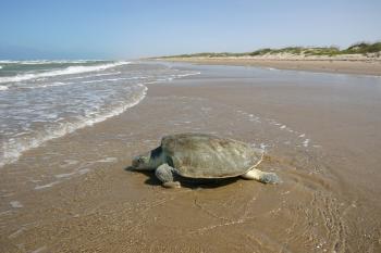 Ridley Sea Turtle