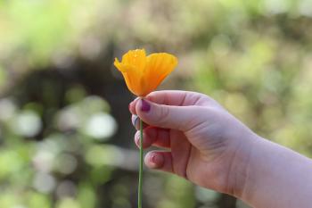 Right Human Hand Holding a Yellow Petaled Flower